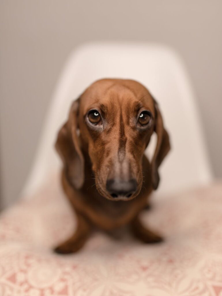 How To Clean Dachshunds Ears? Guide)