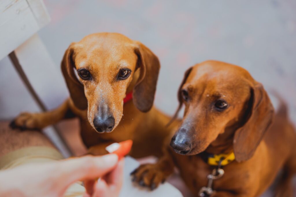 Do Dachshunds Do Better In Pairs? (PROS & CONS)