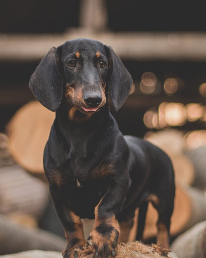 Dachshund Back Problems & Solutions (HELPFUL Tips)