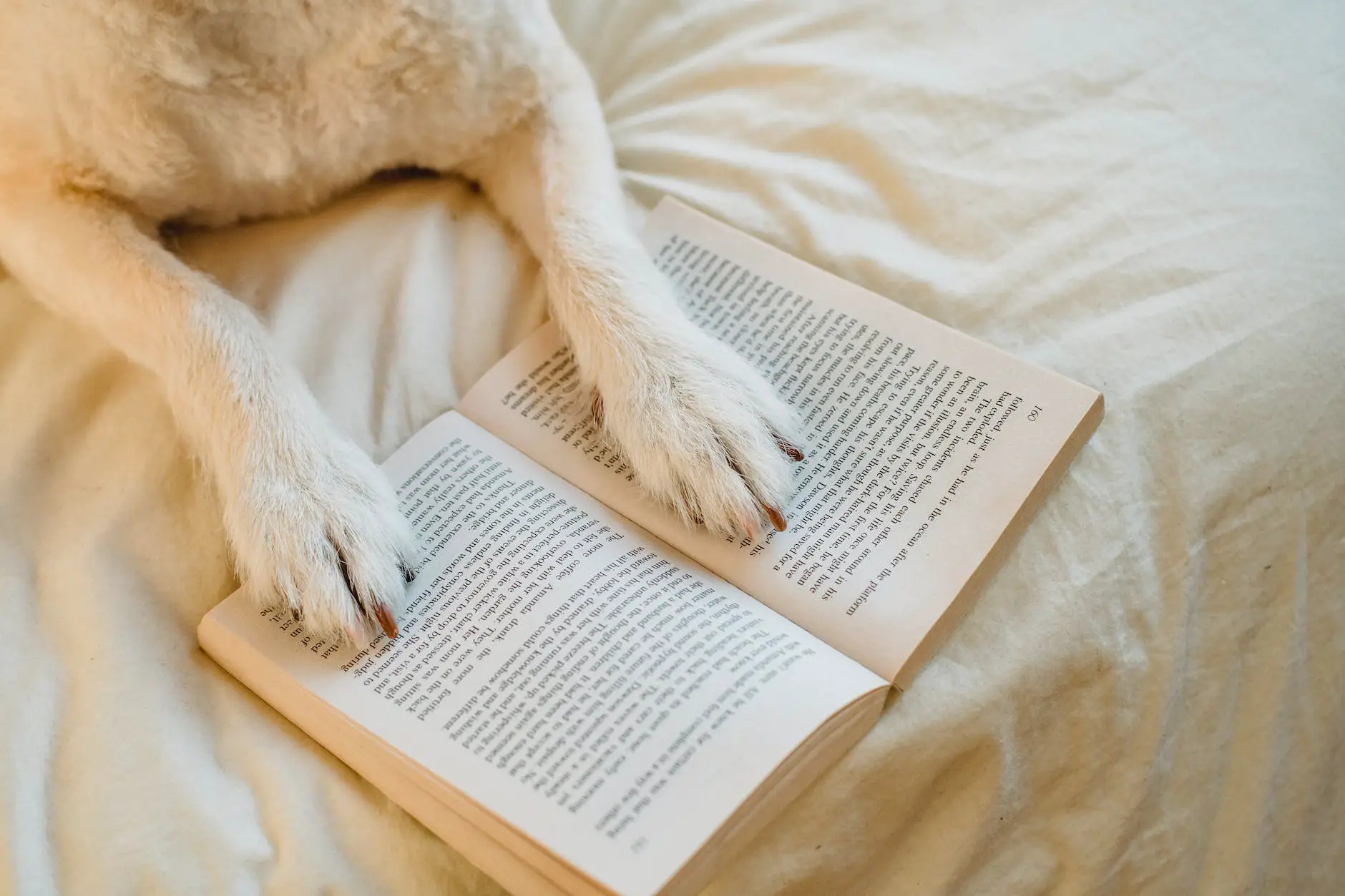 Dog With Book